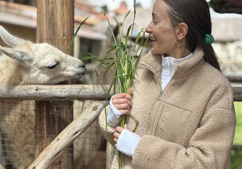 Traveler feeding a llama in Cusco, capturing the Andean charm of a private city tour