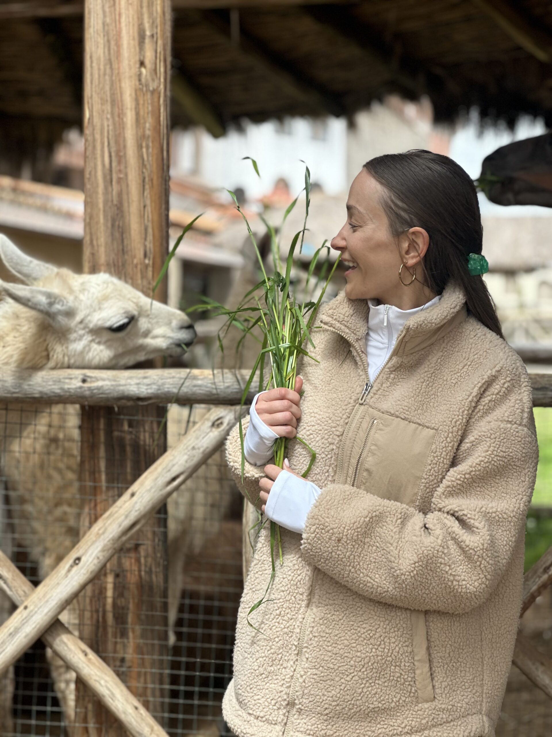 Traveler feeding a llama in Cusco, capturing the Andean charm of a private city tour