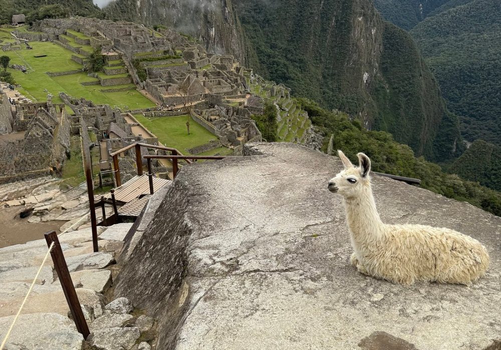 White llama resting on a large stone terrace overlooking the Incan ruins of Machu Picchu in Cusco, Peru.