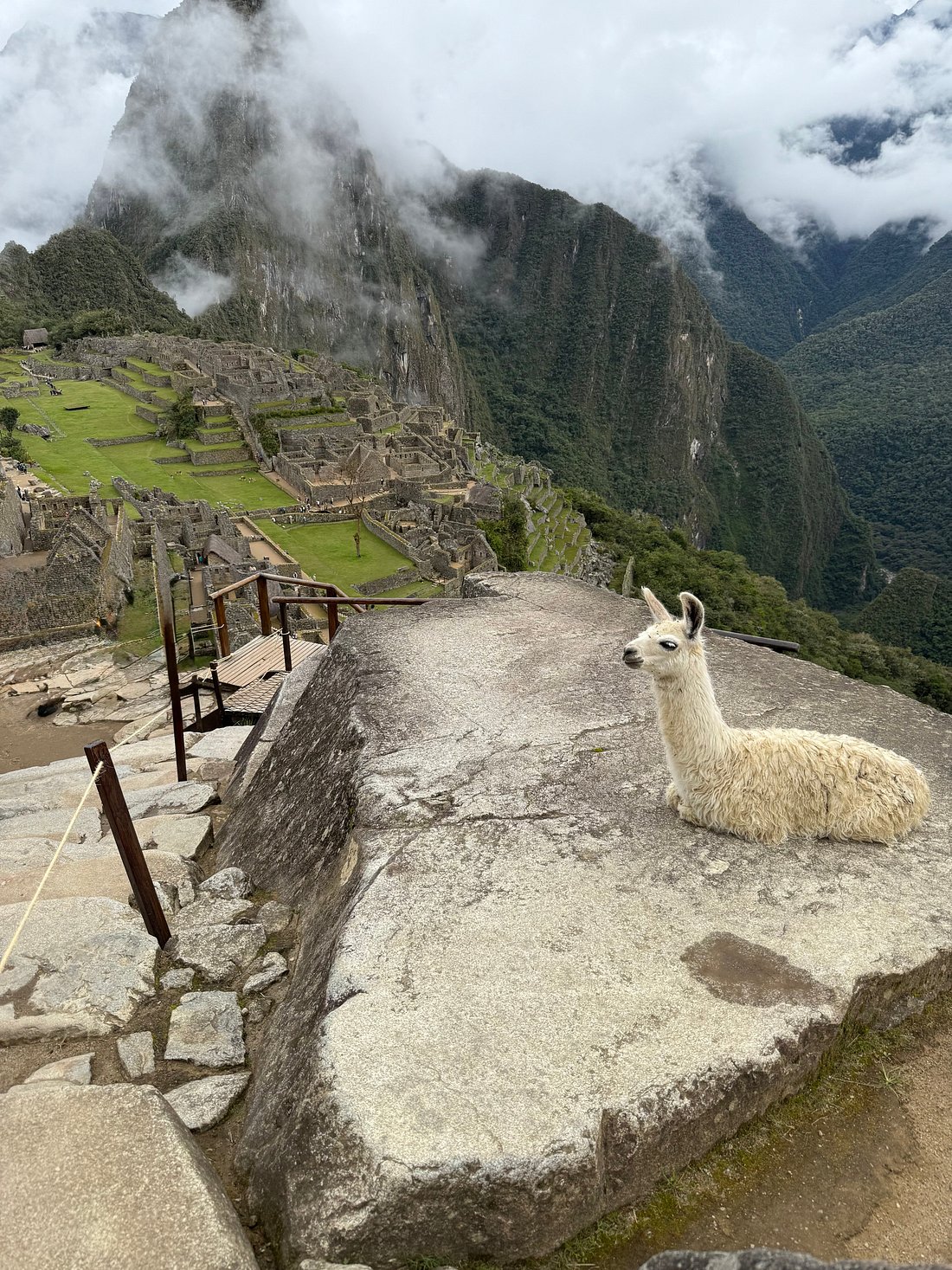 White llama resting on a large stone terrace overlooking the Incan ruins of Machu Picchu in Cusco, Peru.